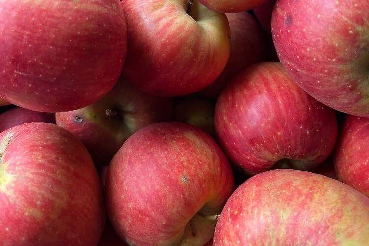 05.11.2025 Apfelsammelzeit im Netzwerk – ein durchwachsenes Jahr mit viel Engagement